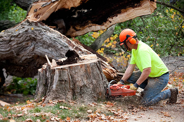 Best Tree Disease Treatment  in Brownsville, PA